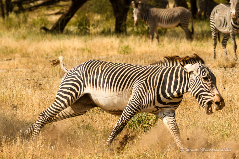 Grévy's Zebra | Equus Grevyi