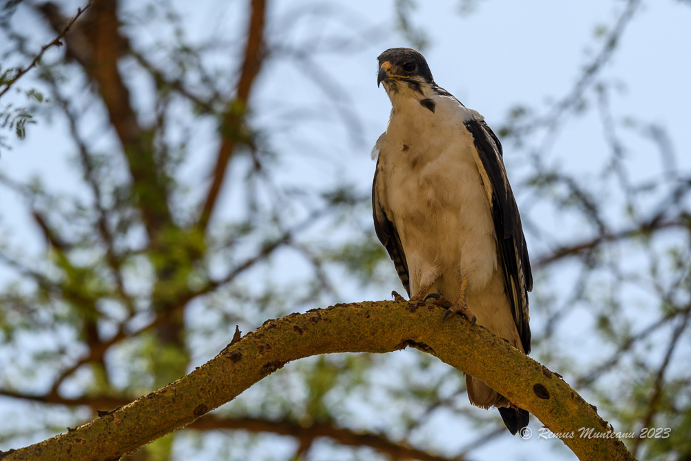 Augur Buzzard ssp Augur | Buteo Augur Augur