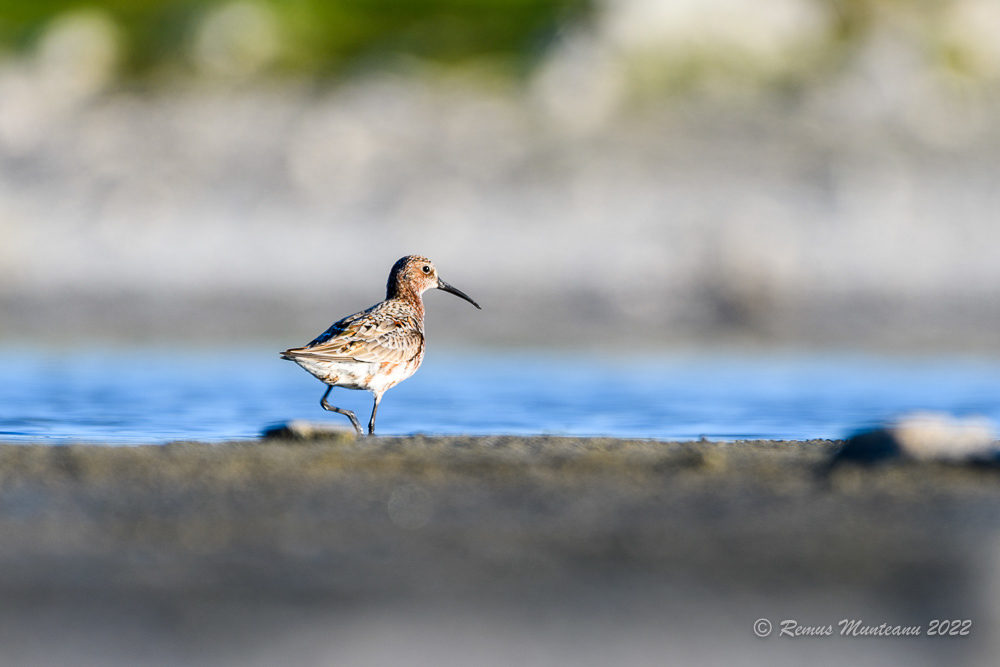 Fugaci roscat | Calidris ferruginea | Curlew sandpiper