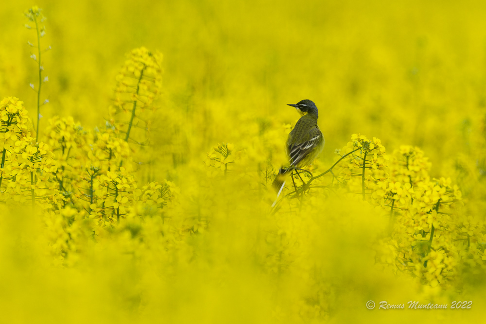 Codobatura galbena | Motacilla flava | Western yellow wagtail