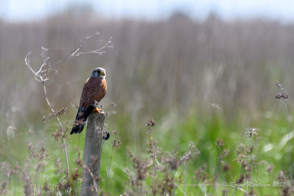 Vanturel rosu | Falco tinnunculus | Common Kestrel