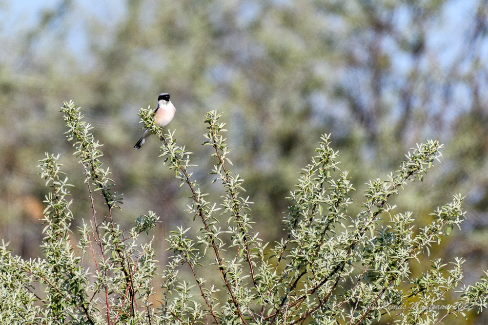 Sfrancioc rosiatic | Lanius collurio | Red-backed Shrike