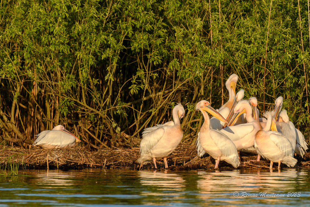 Pelican comun | Great white pelican | Pelecanus onocrotalus