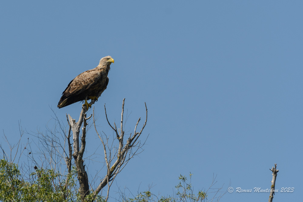 Codalb | White-tailed eagle | Haliaeetus albicilla