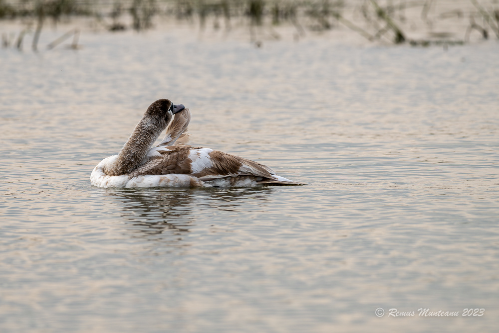Lebada de vara | Mute swan | Cygnus olor