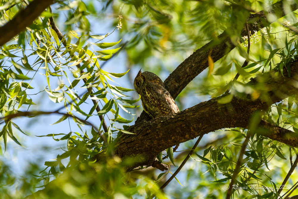 African Scops Owl | Otus Senegalensis