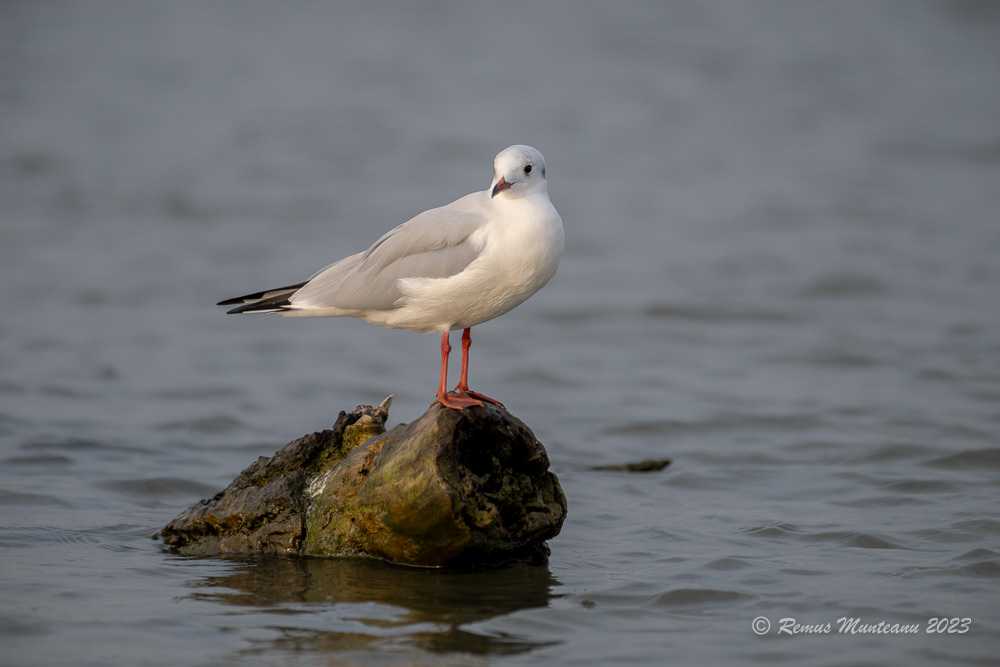 Pescarus razator | Black-headed gull | Larus ridibundus