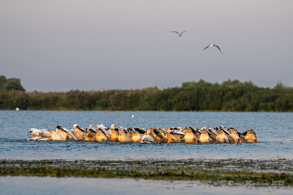 Pelican comun | Great white pelican | Pelecanus onocrotalus