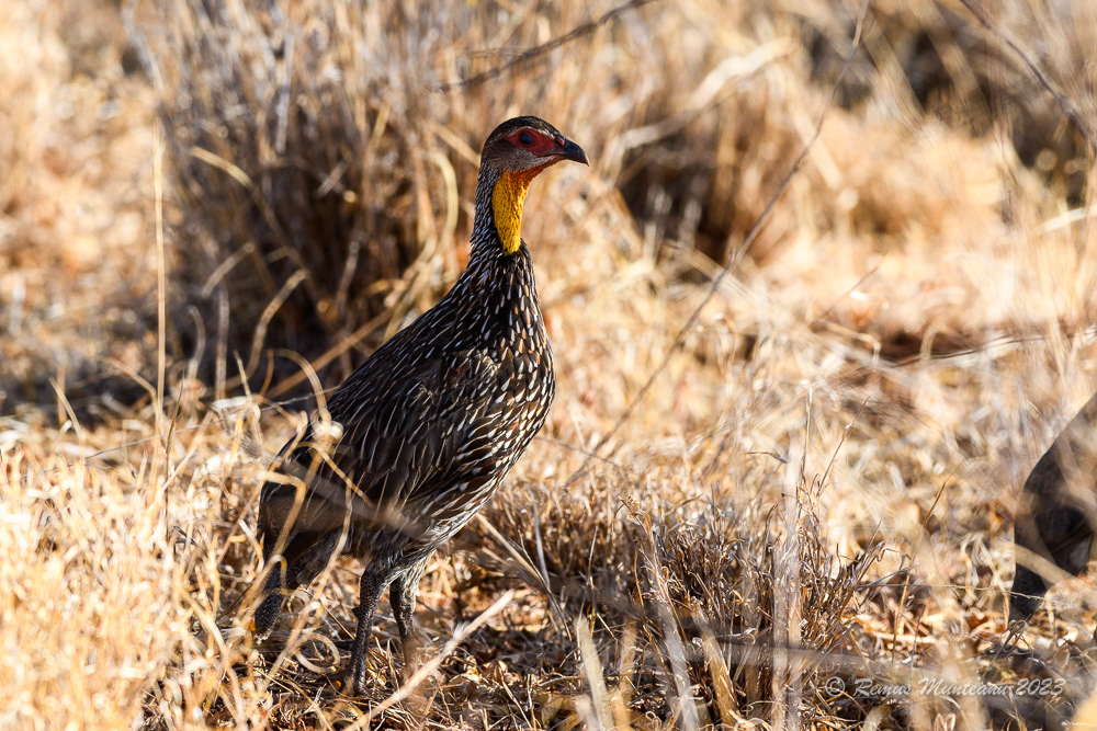 Yellow-necked Spurfowl | Pternistis Leucoscepus