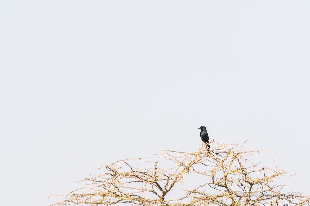 Fork-tailed Drongo | Dicrurus Adsimilis