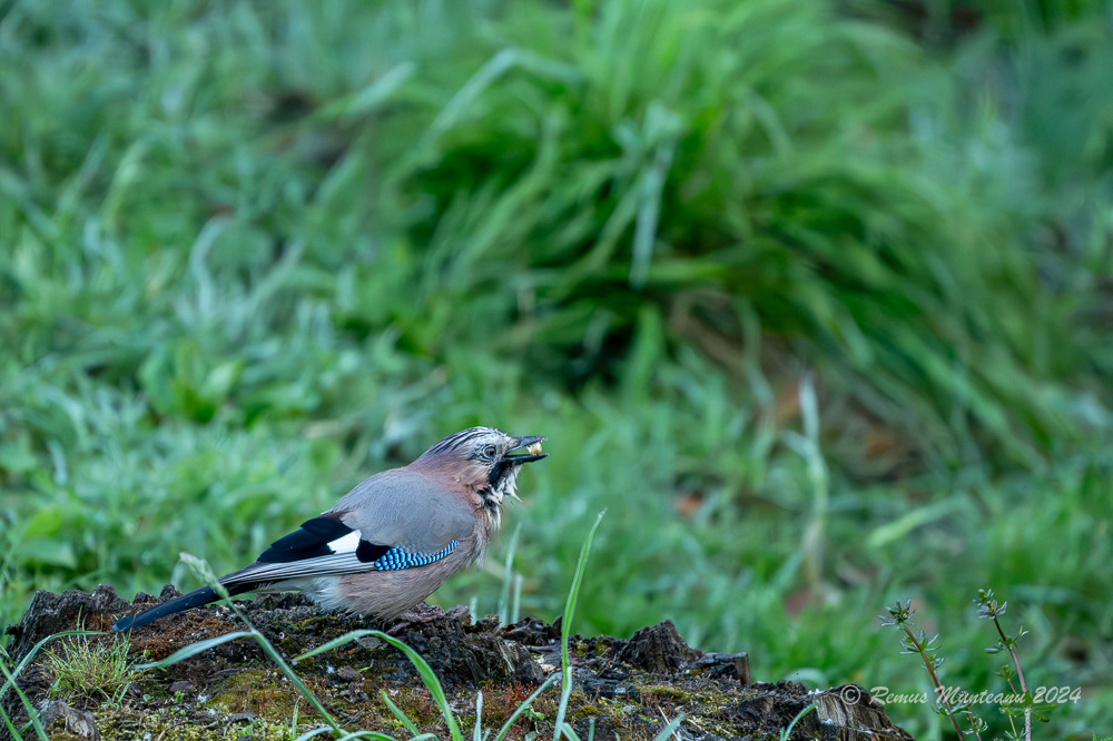 Gaita | Eurasian Jay | Garrulus Glandarius