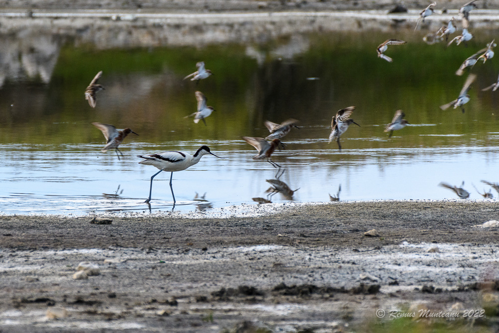 Ciocintors | Recurvirostra avosetta | Pied avocet