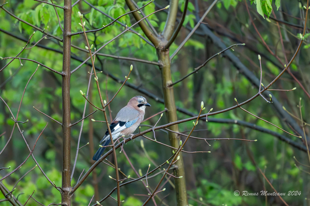 Gaita | Eurasian Jay | Garrulus Glandarius