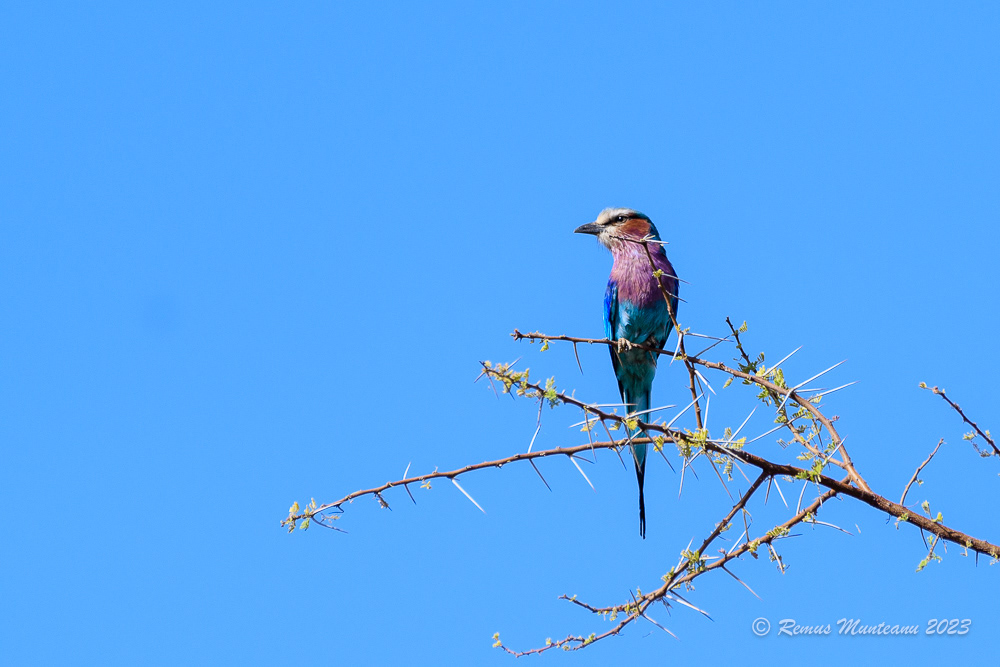 Lilac-breasted Roller | Coracias Caudatus