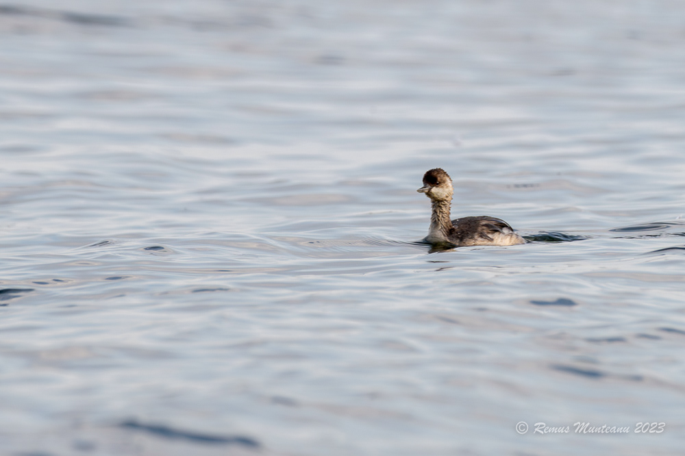 Corcodel mic | Little grebe | Tachybaptus ruficollis