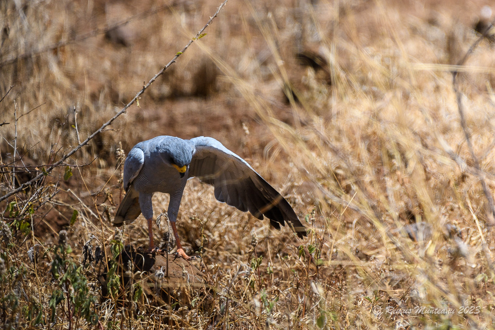 Eastern Chanting Goshawk | Melierax Poliopterus