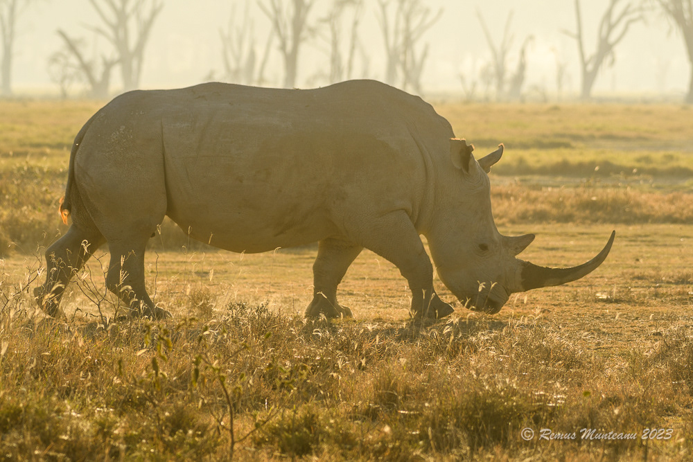 Southern White Rhinoceros | Ceratotherium Simum Simum