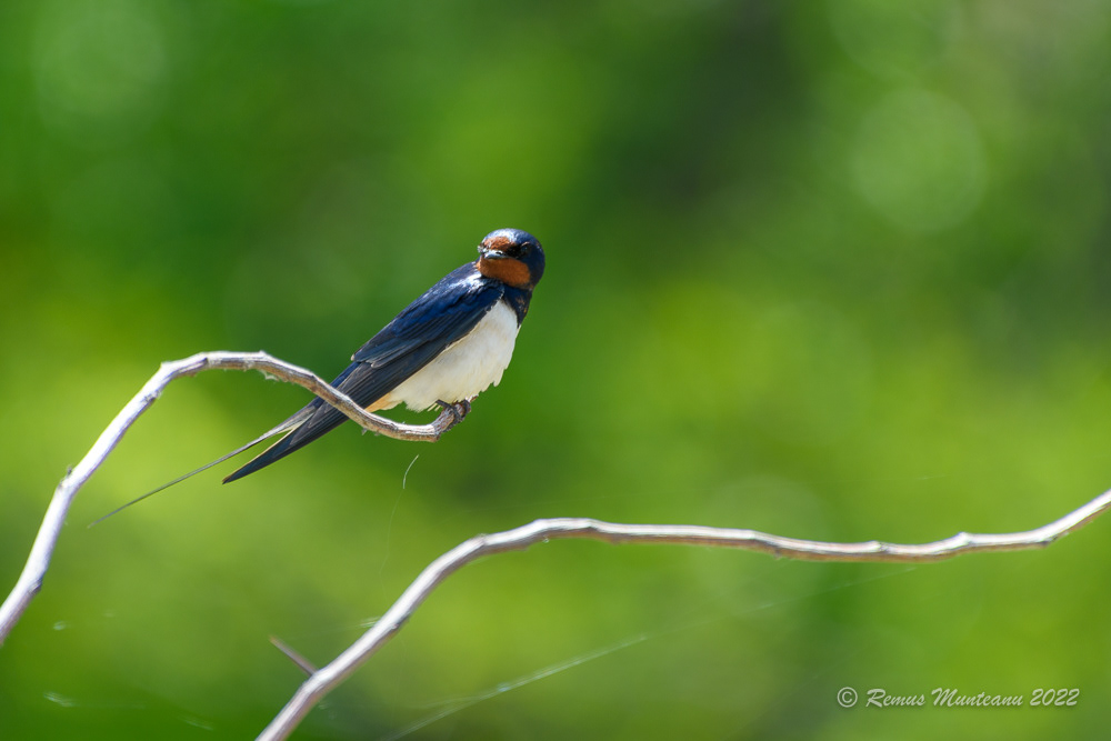 Randunica | Hirundo rustica | Barn swallow
