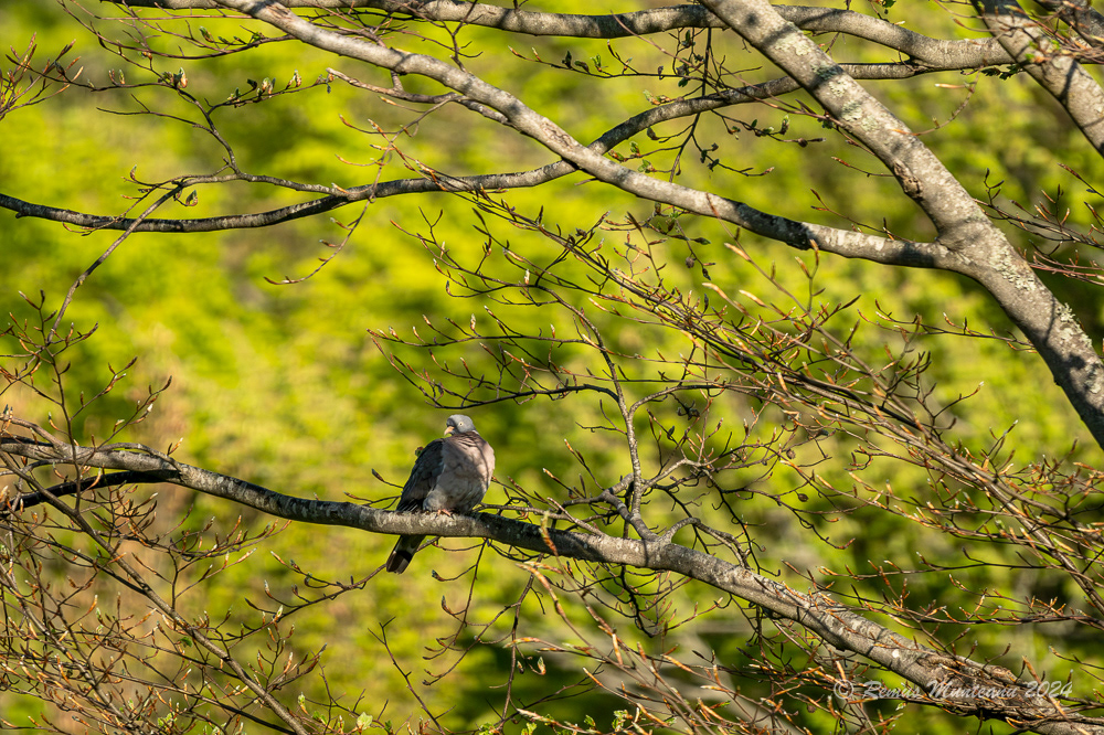 Porumbel Gulerat | Common Wood Pigeon | Columba Palumbus