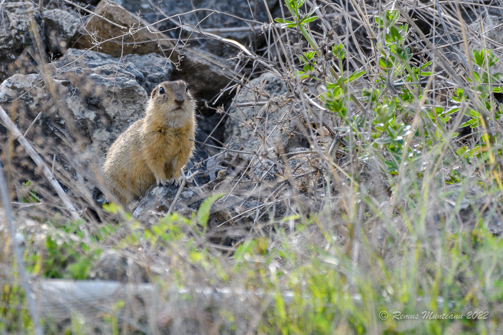 Popandau | Spermophilus citellus | European ground squirrel