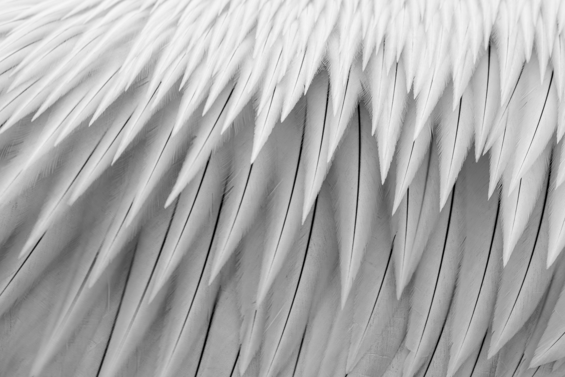 Pelican creț, detaliu penaj