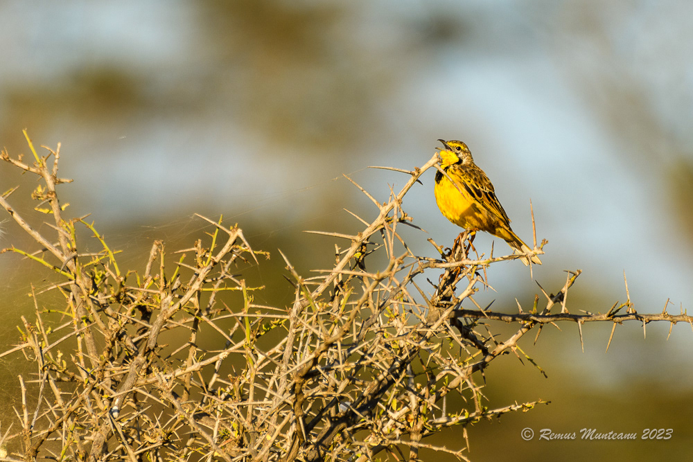 Yellow-throated Longclaw | Macronyx Croceus