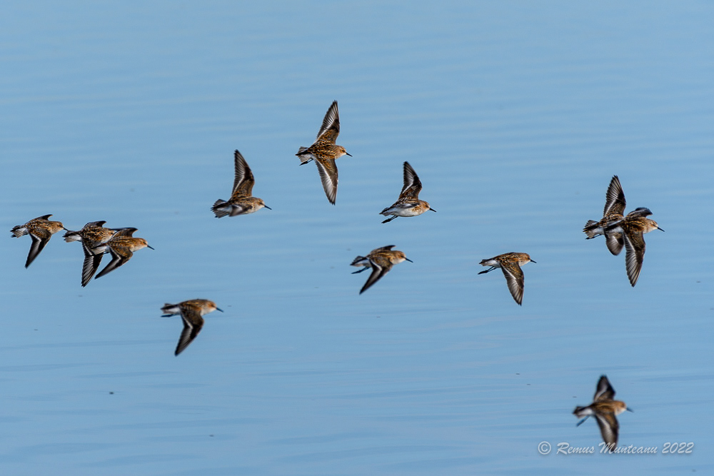 Fugaci mic | Calidris minuta | Little stint