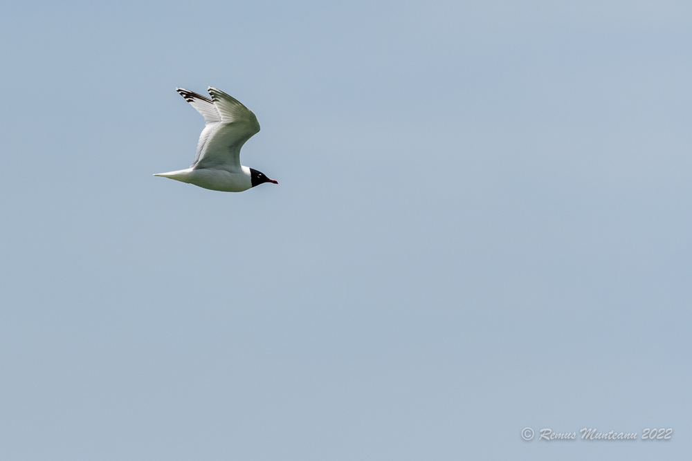 Pescarus razator | Larus ridibundus | Black-headed gull