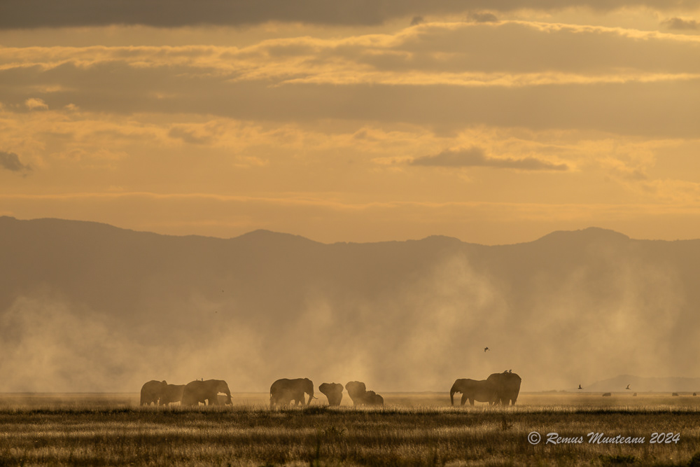 African Savanna Elephant | Loxodonta Africana