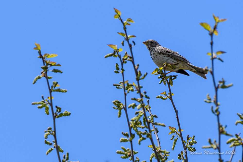 Presura sura | Emberiza calandra | Corn bunting