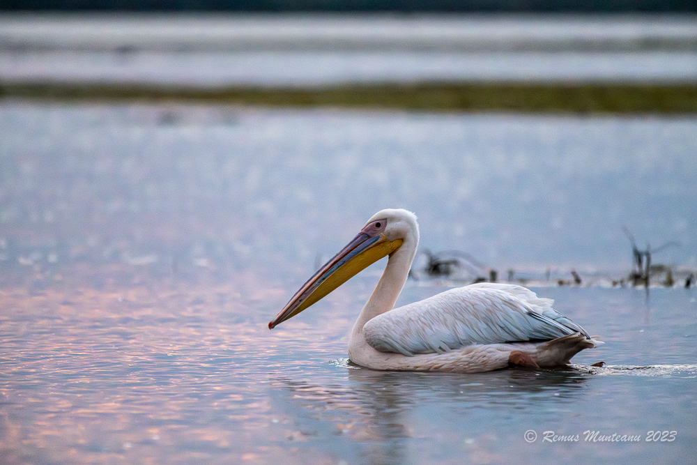 Pelican comun | Great white pelican | Pelecanus onocrotalus