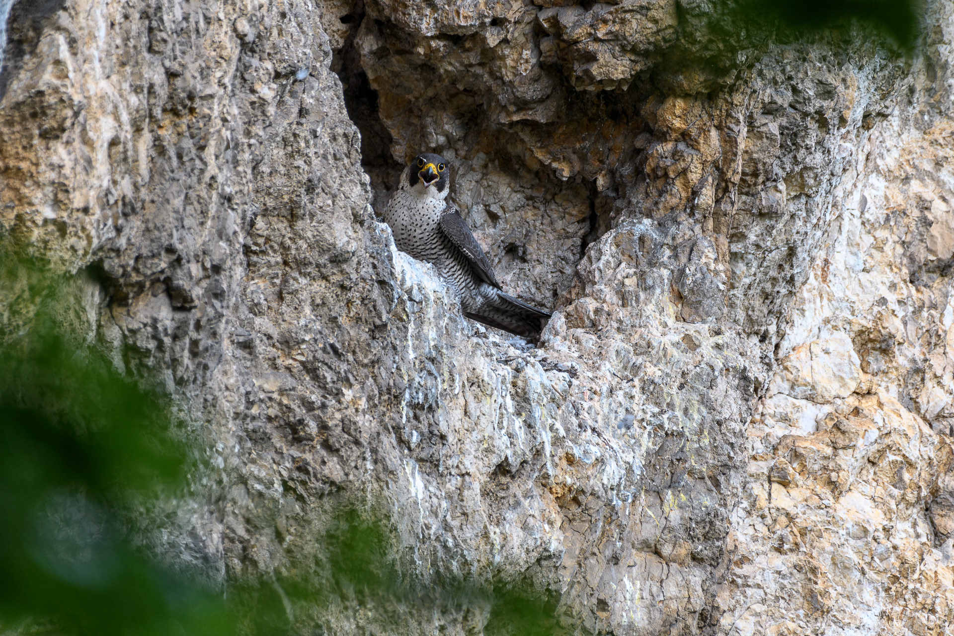 Soim Calator | Falco peregrinus | Peregrin falcon