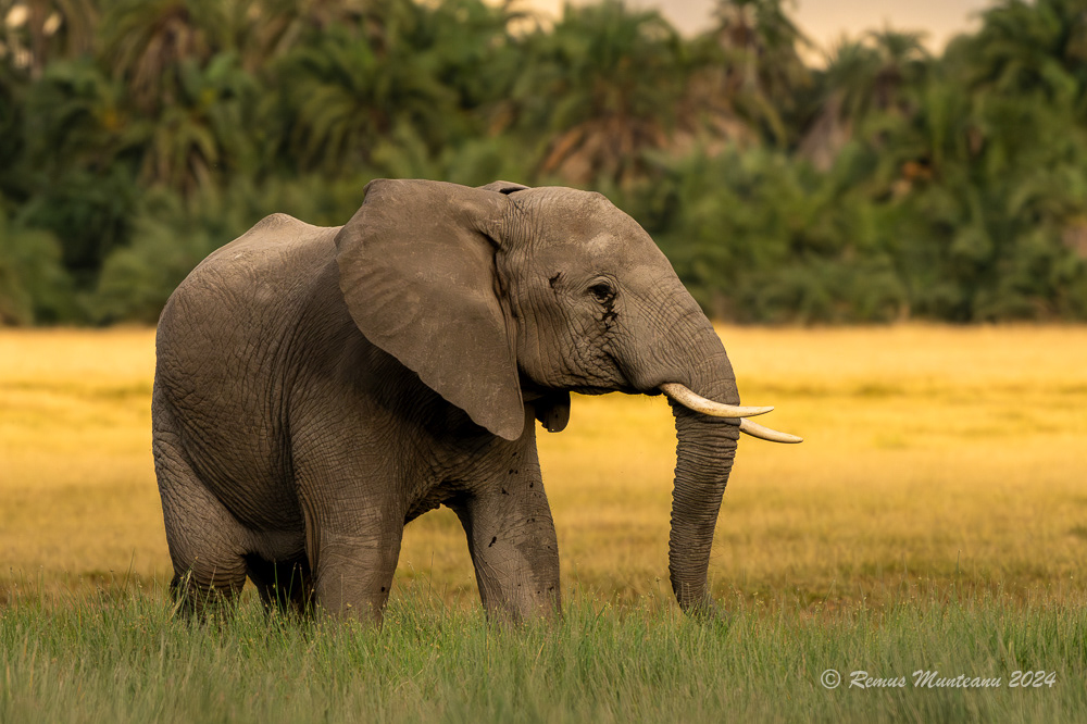 African Savanna Elephant | Loxodonta Africana