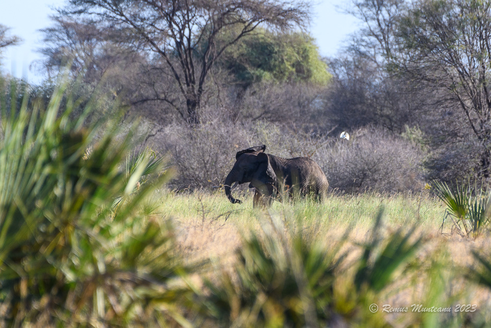 African Savanna Elephant | Loxodonta Africana