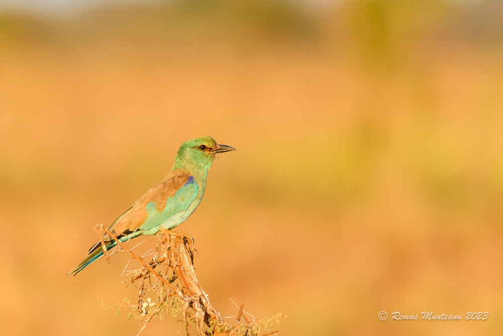 European Roller | Coracias Garrulus