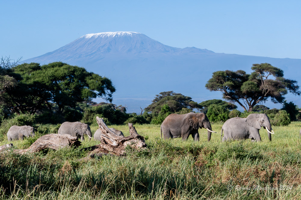 African Savanna Elephant | Loxodonta Africana