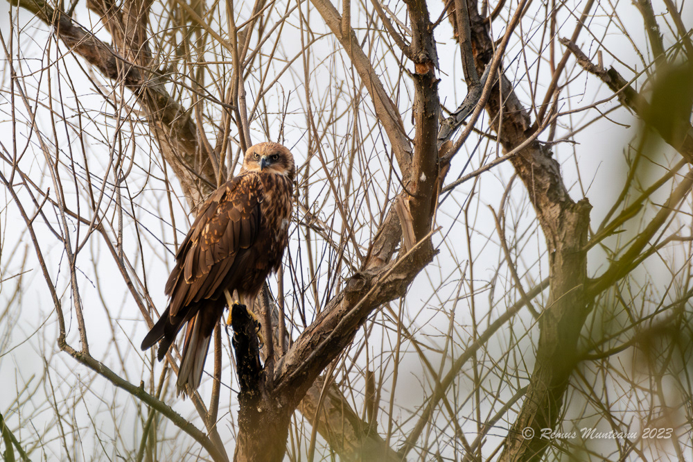 Erete de stuf | Western marsh harrier | Circus aeruginosus