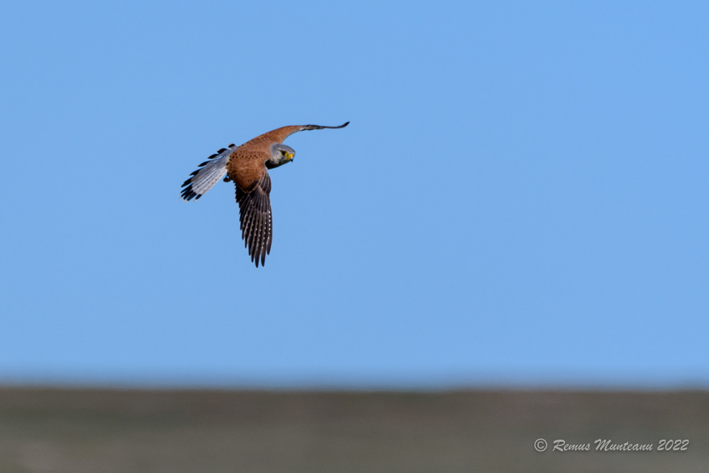 Vanturel rosu | Falco tinnunculus | Common Kestrel