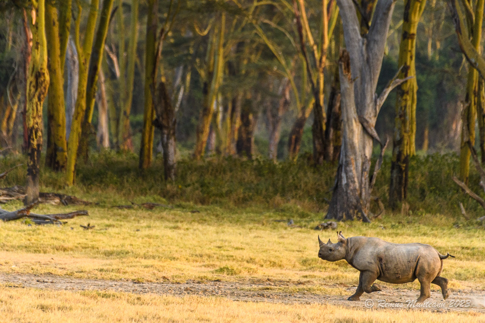 Black Rhinoceros | Diceros Bicornis