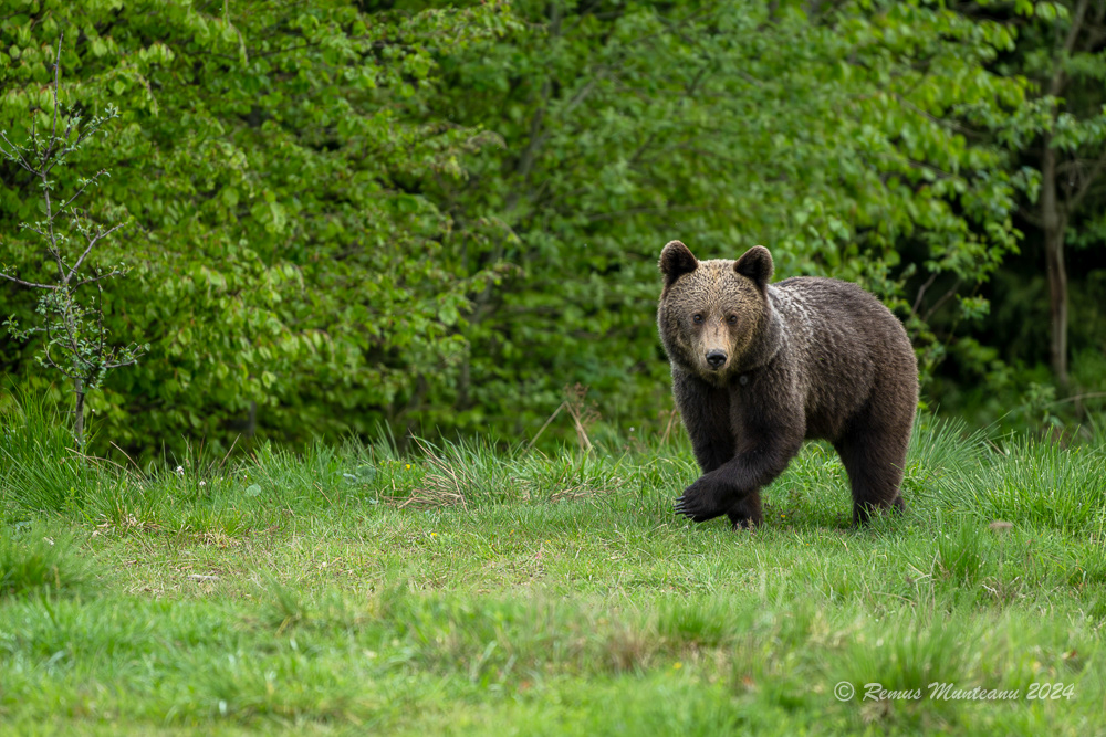 Urs Brun | Brown Bear | Ursus Arctos