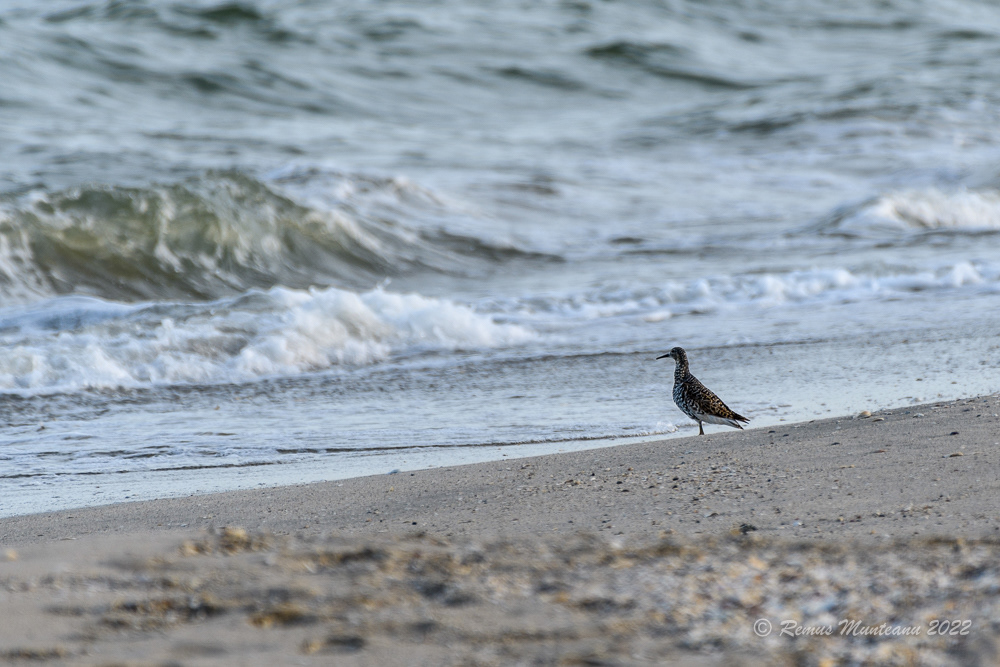 Bataus | Calidris pugnax | Ruff
