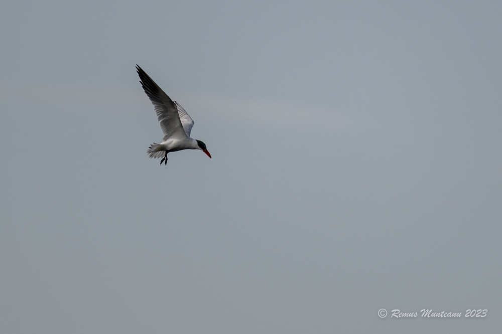 Pescarita mare | Caspian tern | Hydroprogne caspia