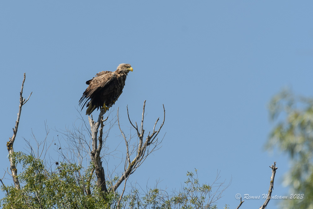 Codalb | White-tailed eagle | Haliaeetus albicilla