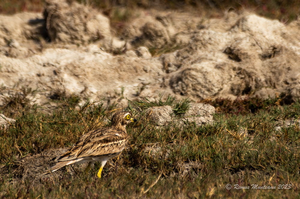 Pasarea ogorului | Eurasian stone-curlew | Burhinus oedicnemus