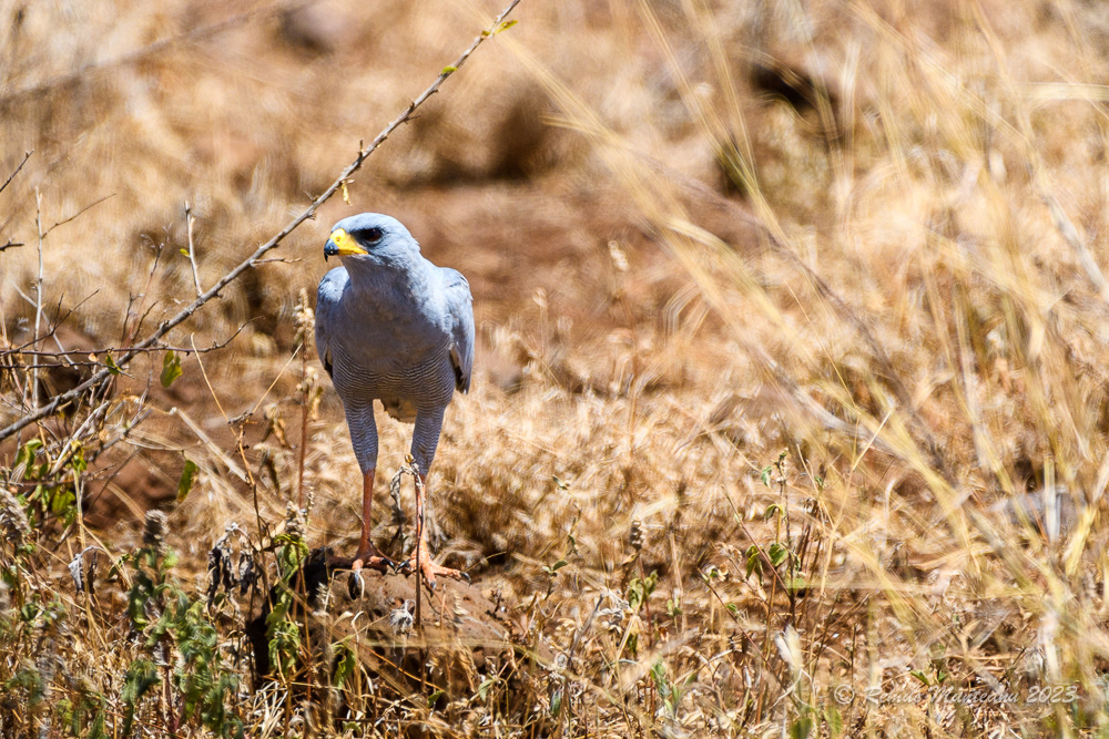 Eastern Chanting Goshawk | Melierax Poliopterus