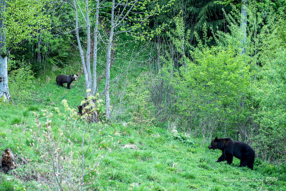 Urs Brun | Brown Bear | Ursus Arctos