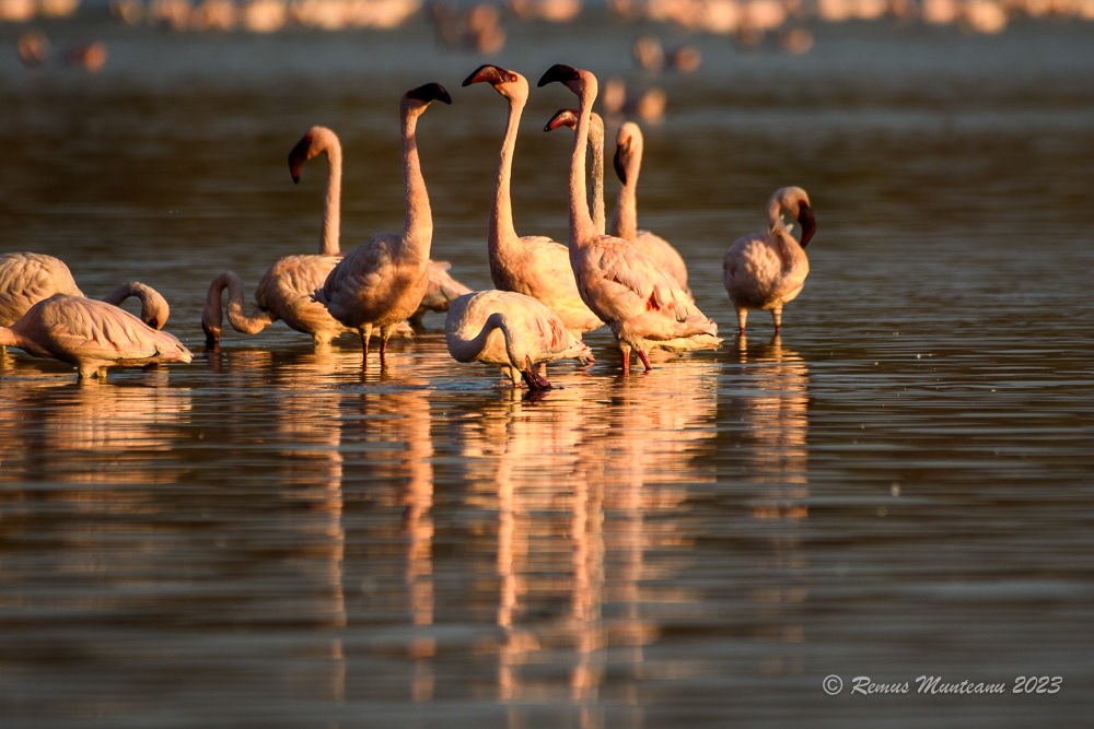 Lesser Flamingo | Phoeniconaias Minor