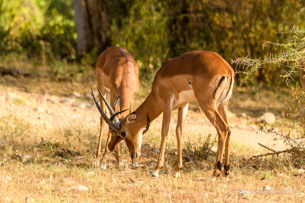 Grant's Gazelle | Nanger Granti