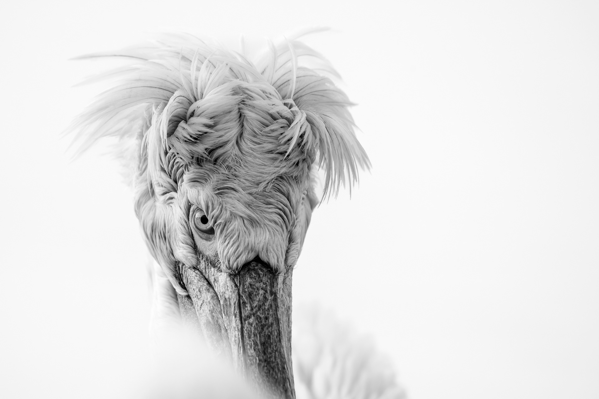 Pelican creț