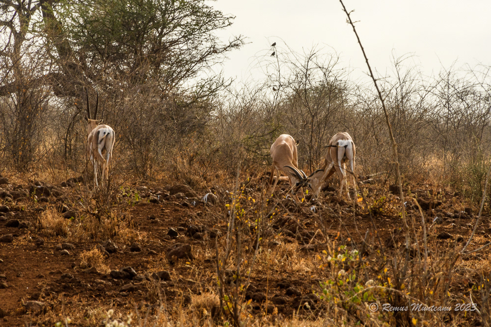 Grant's Gazelle | Nanger Granti